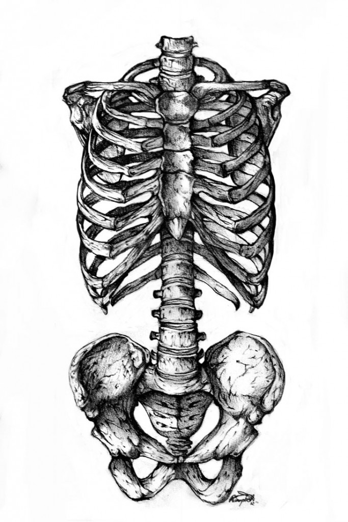 anatomy  drawing