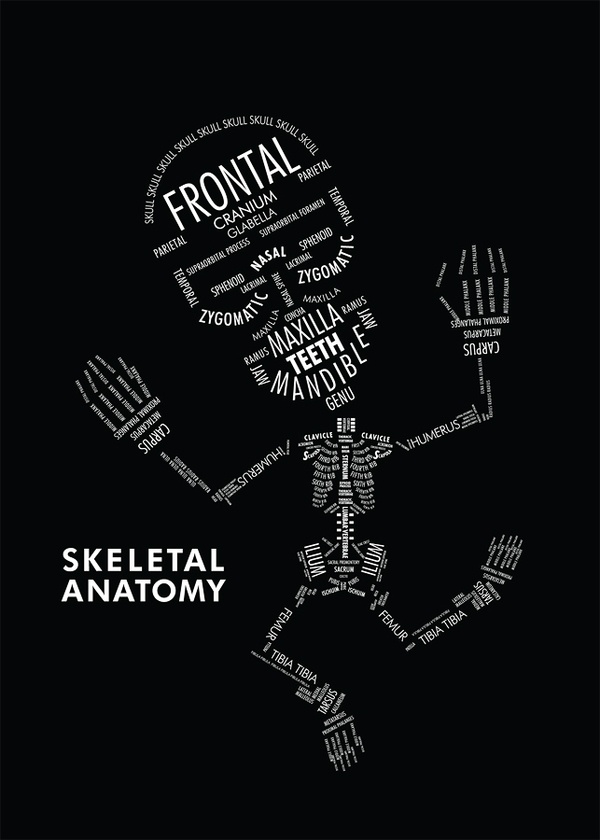 skeletal anatomy