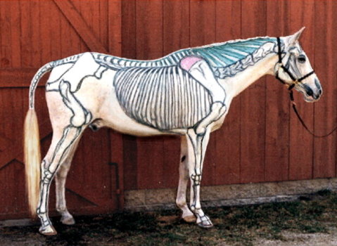 skeleton white horse