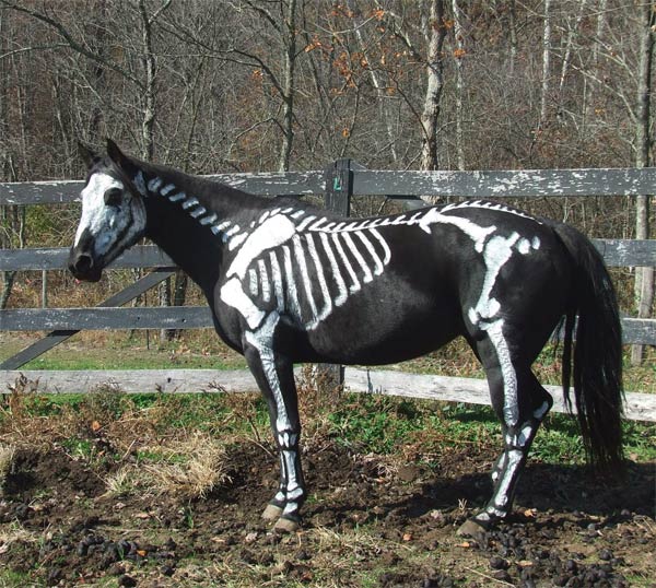 skeleton_horse